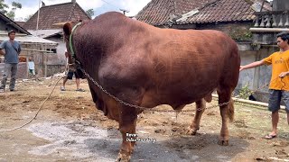 Download Lagu SAPI TERBESAR DI MAGELANG 🔥🔥 MP3