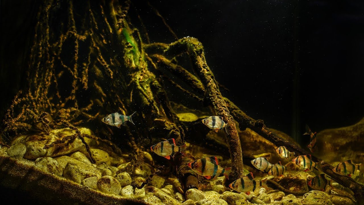 #BADC2018 / Coastal waters of the Kapas River in Harapan Rainforest in Jambi – Sumatra, 125 L