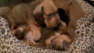 Dogs 101: Puppies 101 :  First four weeks by JDACanimalblog 35,727 views 14 years ago 5 minutes, 30 seconds