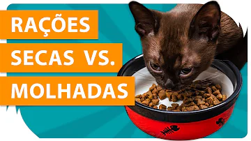 Como umedecer a ração do gato?