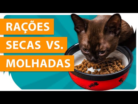 Vídeo: Comida De Gato úmida Vs. Seca, Ou Ambos?