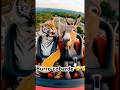 Este burro si es cobarde jamás sera una probadita #tigre #animales #risas