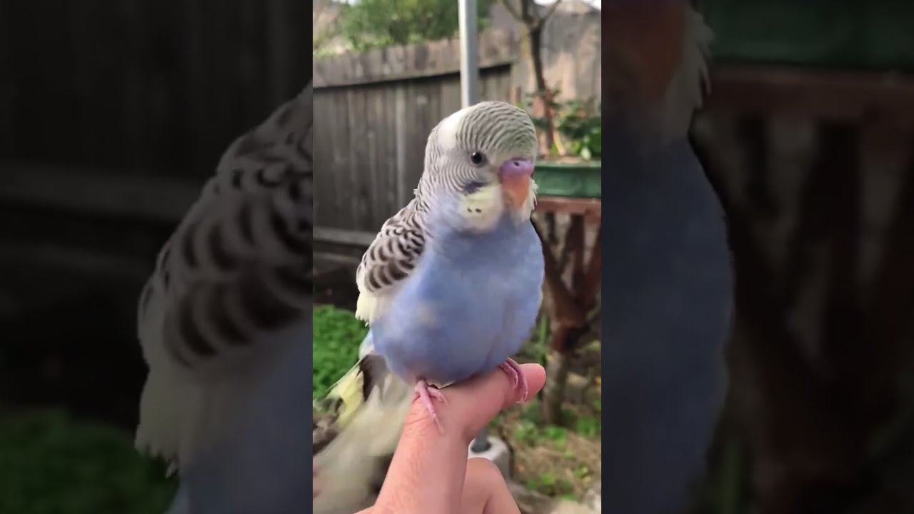 budgie fluffing slow mo