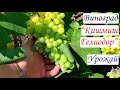 Виноград Кишмиш Гелиодор. Урожай и особенности гибридной формы