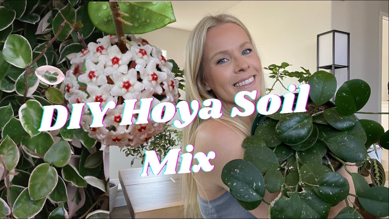 Best Soil Mix for Hoya Plants + Repot With Me - YouTube