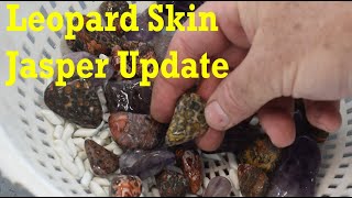 What's Tumbling Today? 04/14/24 Leopard Skin Jasper Update #thefinders #rocktumbling