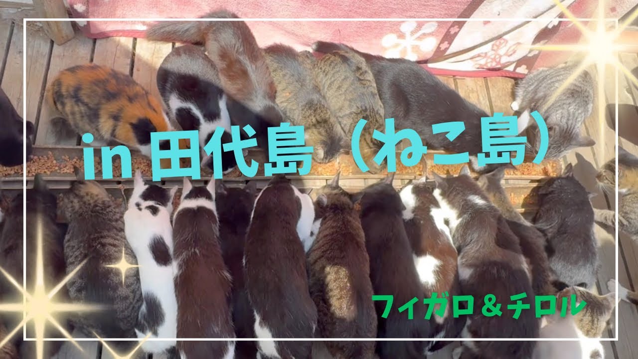 【猫】IN 田代島（ねこ島）への旅#cat #ねこ #ねこ動画 #猫のいる暮らし #猫のいる生活 #猫好き#猫好きさんと繋がりたい #pets#shorts 