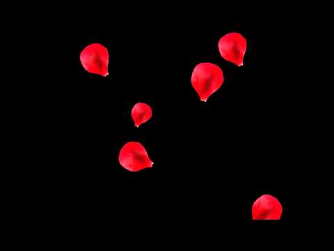 футаж липестки