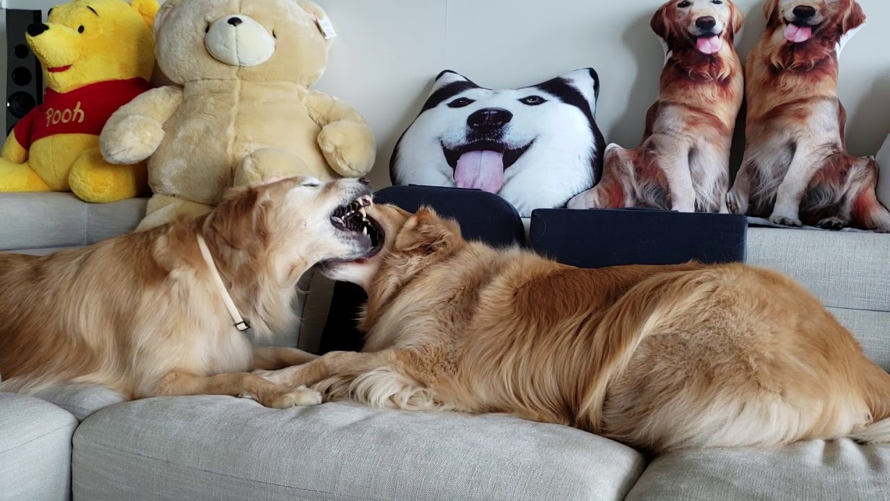 golden retrievers fansu and bodhi play fighting - YouTube