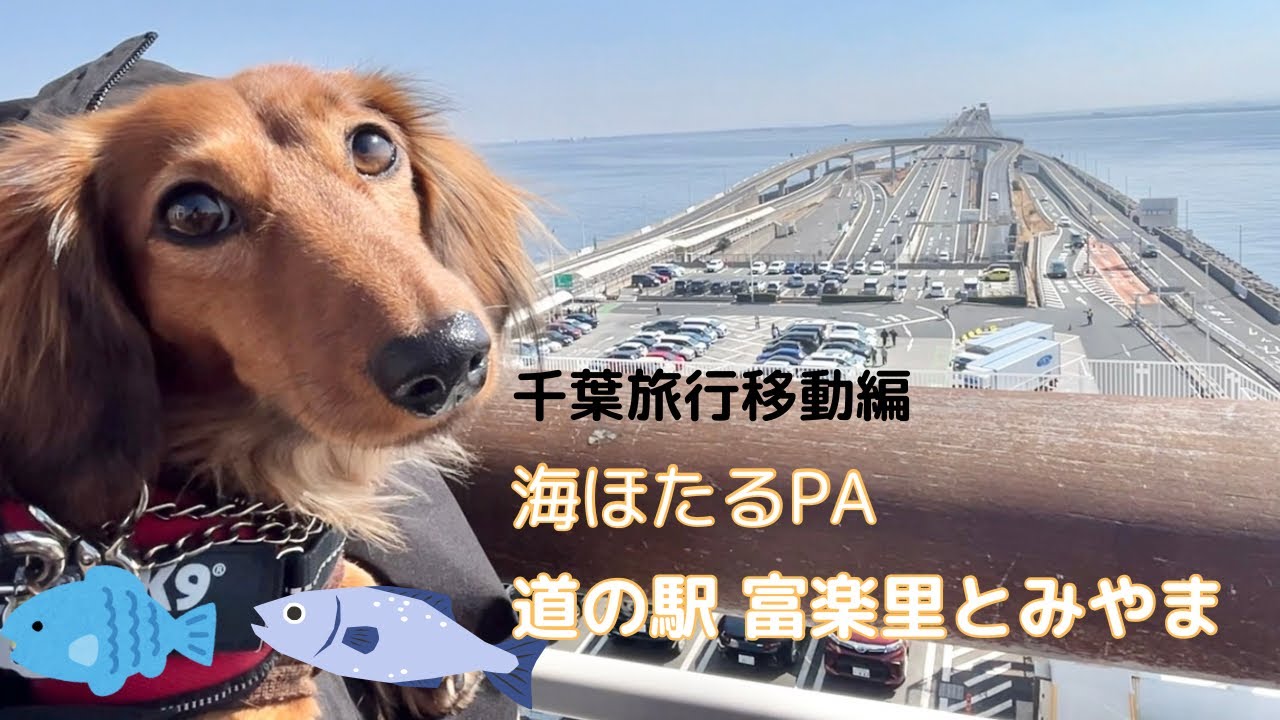 【犬連れ旅行】海ほたるPAと道の駅　富楽里とみやま 202502