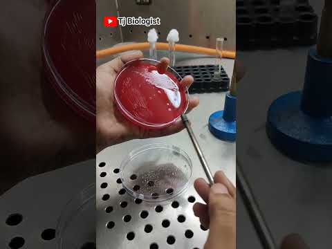 Culture plate streaking practice | Blood agar | Microbiology| Tjbiologist | Media preparation |