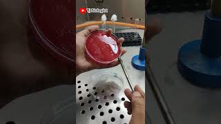 Culture plate streaking practice | Blood agar | Microbiology| Tjbiologist | Media preparation |