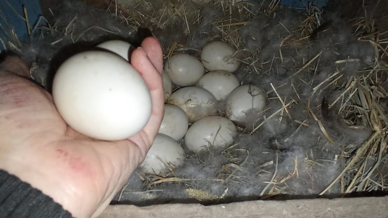 Сколько сидит утка на яйцах. Квочка с цыплятами. Утка высадила крокодилье яйцо. Сколько утка сидит на яйцах. Как отобрать яйца для наседки чтобы были курочки.