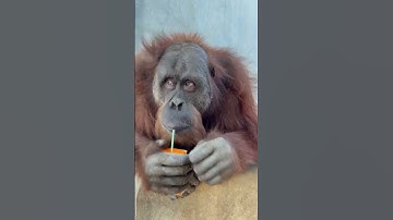 Intelligent ape unwraps a straw and drinks juice