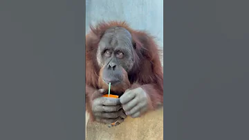 Intelligent ape unwraps a straw and drinks juice