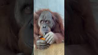Intelligent ape unwraps a straw and drinks juice screenshot 1