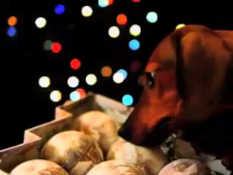 woof central dogs youtube