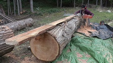 Falling and milling a red cedar tree