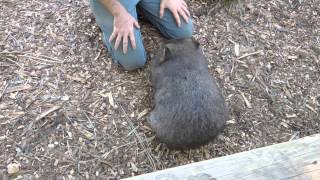 Let's Meet Lucy the Wombat