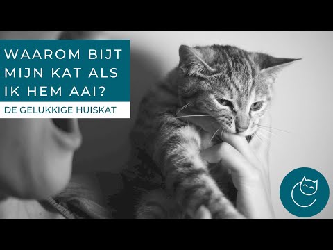 Video: Waarom Zijn Er Driekleurige Katten, Maar Geen Katten?