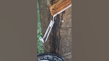 the technique of making old school tapping rubber sap #shorts