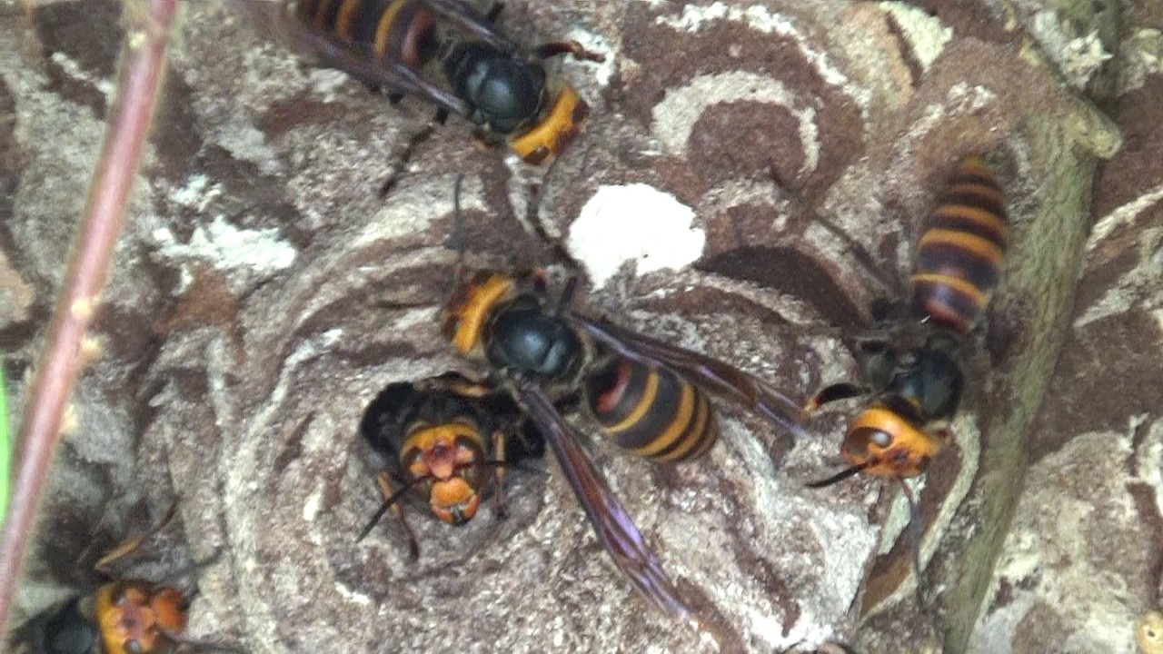 須賀川市でスズメバチ駆除- 高速料金所で駐車場の庭木の中にスズメバチの巣！ Hornet Nest Removal