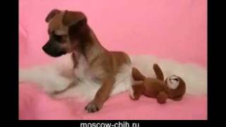 Продаем щенка чихуахуа, девочка мини Продаем щенка чихуахуа, девочка мини