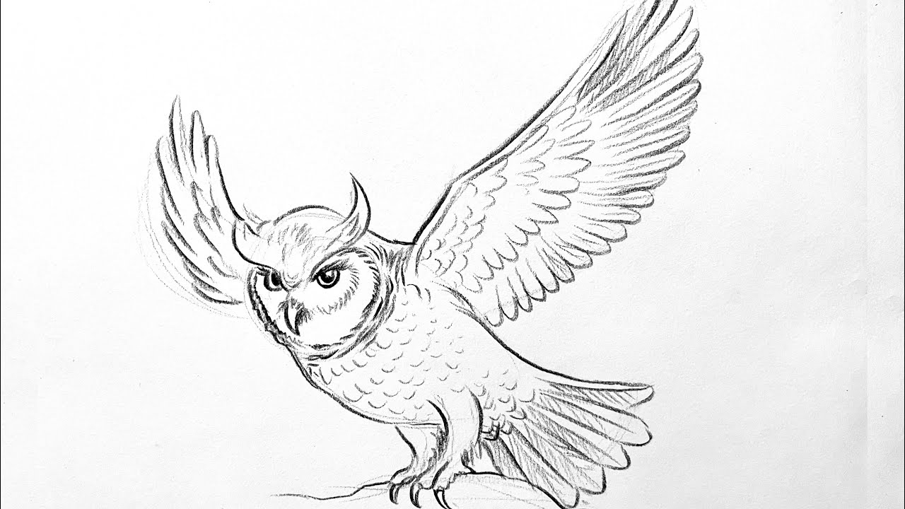 How to draw an owl step by step - YouTube