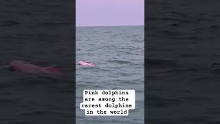 #Pink #dolphin @Morganarey88 @sharkymb2201