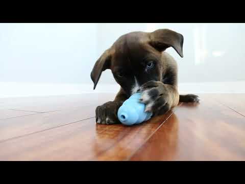 Video: Bijtspeeltjes Voor Puppy's: Kies De Beste Kauwspeeltjes Voor Puppy's