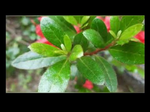 Video: Sistem Modern Untuk Membantu Taman Herb Anda Berkembang Dalam Ruang Kecil