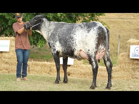 LOTE 16 • LEILÃO TRÍPLICE COROA GIROLANDO CAFARNAUM • 6714CC