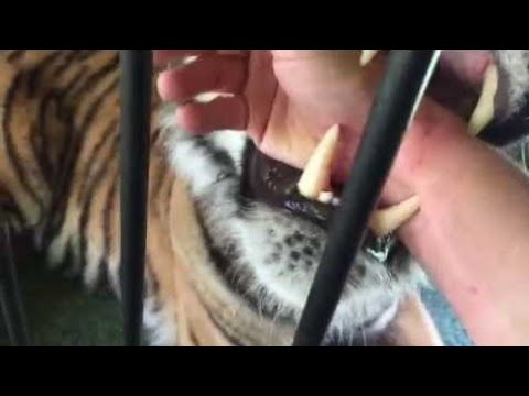 tiger bite