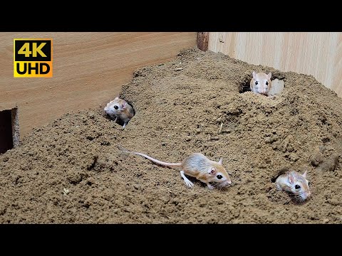 8 hour Cat TV  mouse digging burrows / holes in sand , playing and squeaking for cats to watch 4k