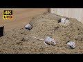 8 hour cat tv  mouse digging burrows  holes in sand  playing and squeaking for cats to watch 4k