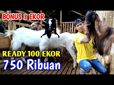 Kambing Termurah Di Indonesia