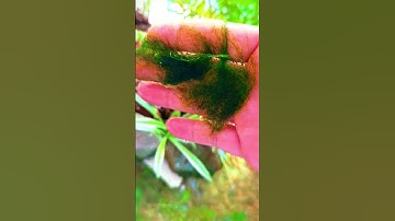 Rêu tóc và sự kiên trì #guppy #betta #fish #aquarium