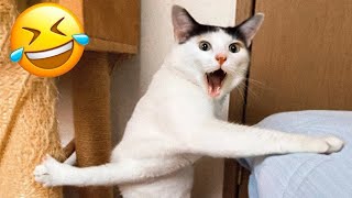 Funny Animal Videos 2023😂 - Funniest Cats And Dogs - TikTok