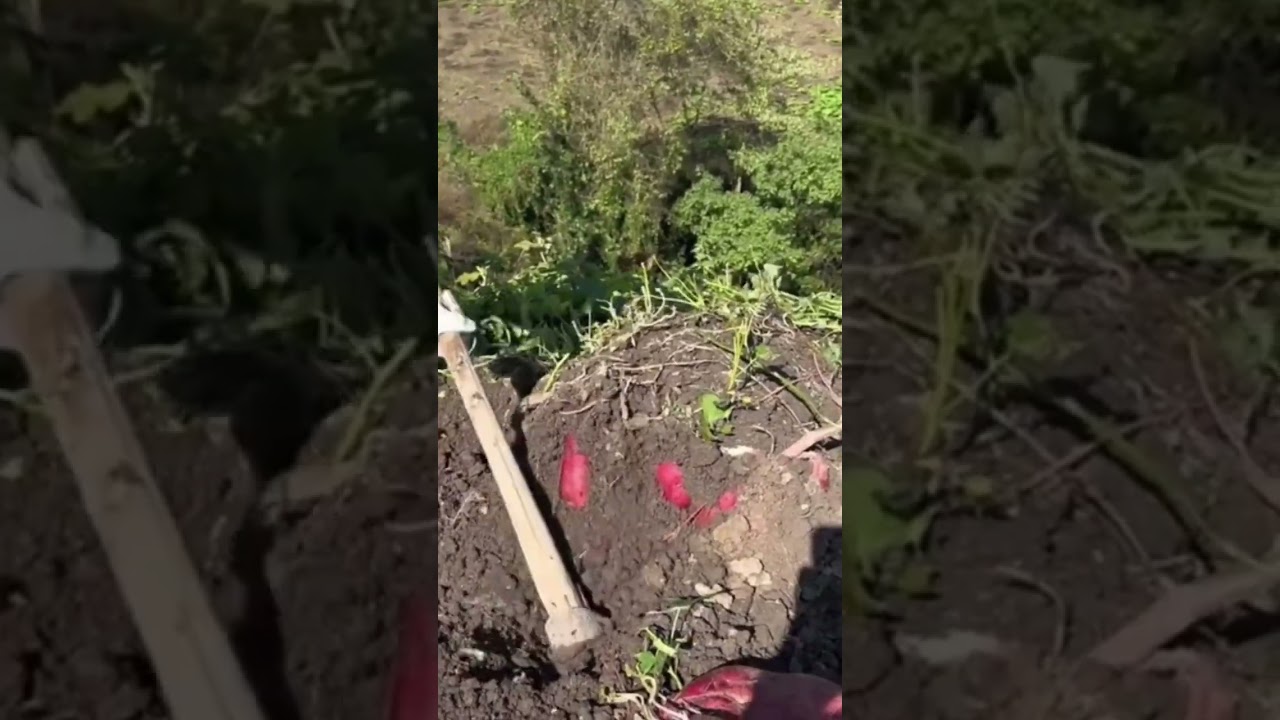 digging up fresh red sweet potatoes from the dark fertile soil with a small shovel in the garden