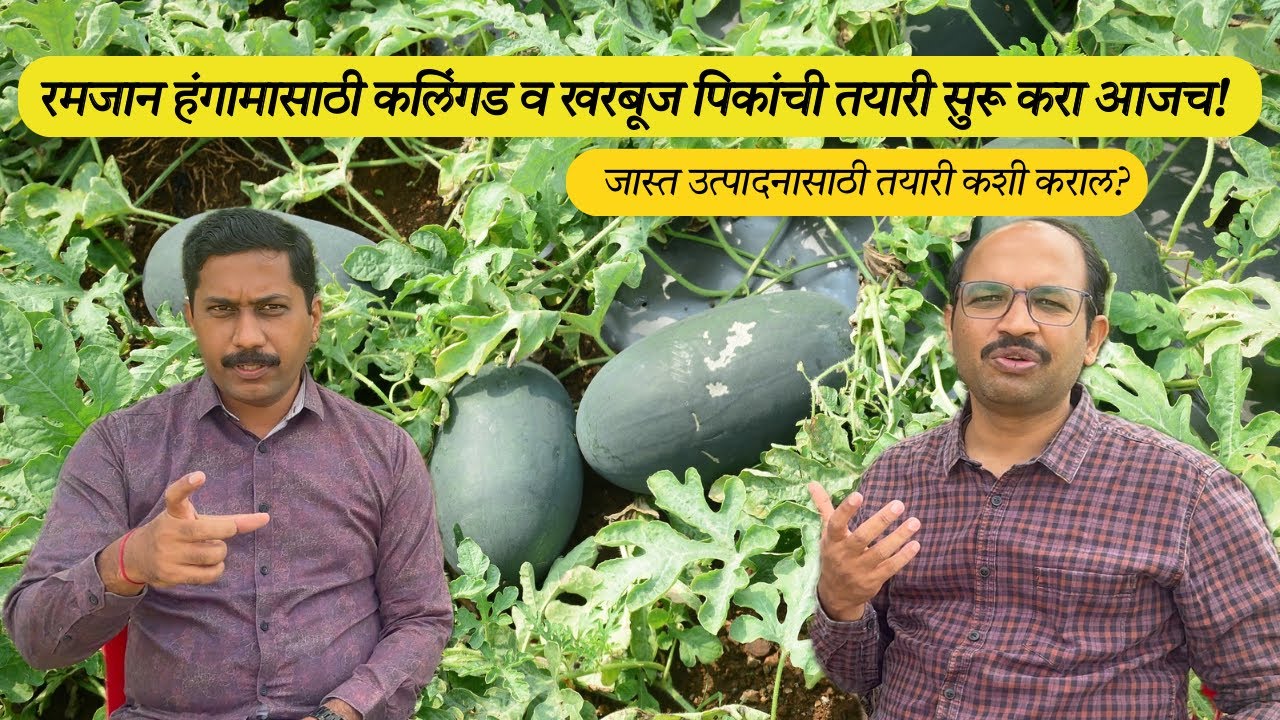 रमजान हंगामासाठी कलिंगड व खरबूज पिकांची तयारी सुरू करा आजच! जास्त उत्पादनासाठी तयारी कशी कराल?