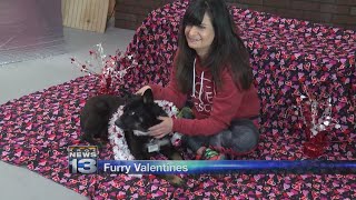 Valentines fundraiser raises money for local cat shelter