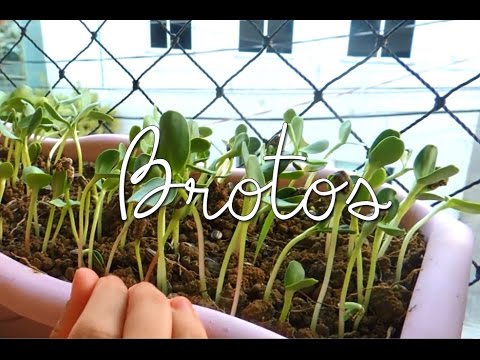 Como cultivar brotos de Girassol em casa