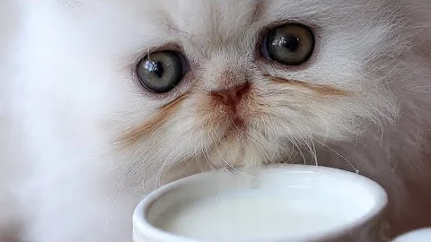 Video 11769241: meow pets kittens persian, persian cat kitten meowing, persian cat dog kitten, cat sound