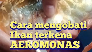 CARA MENGOBATI KOI DARI PENYAKIT AEROMONAS TERBARU !! Paling Ampuh