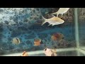 Color fol rainbow fish