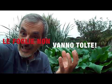 Video: La mia Gardenia ha avuto troppo freddo - Cosa fare per i danni da freddo e gelo su Gardenia