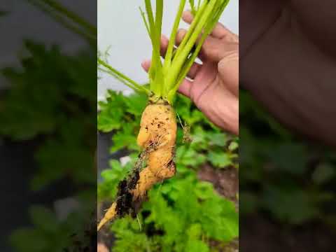 Video: Sklízení mrkve: Jak zjistit, kdy je mrkev připravena ke sklizni