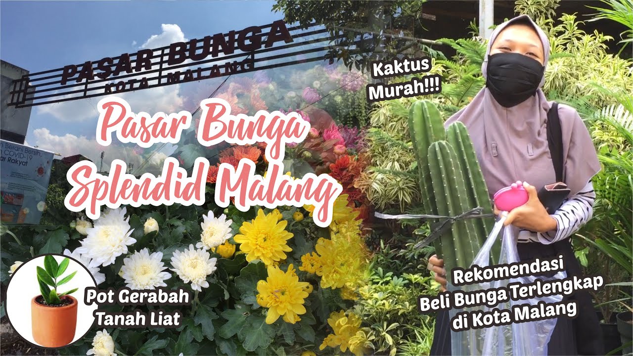  PASAR  BUNGA  SPLENDID MALANG  Jual  Bunga  Terlengkap 