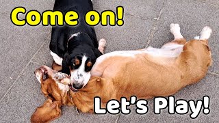 Sister Plays Dead: Basset Hound's Cute Reaction!