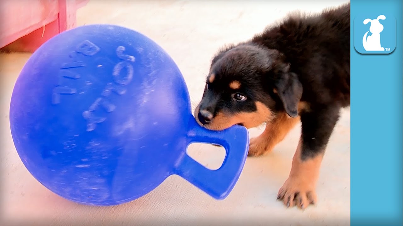 best toys for rottweilers